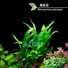 AC草影 鹿角鐵皇冠 水草 陰性水草 不需要CO2 低光量 新手適用, 1個, 鐵皇冠