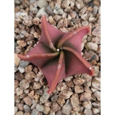 [가람다육] 홍엽난봉옥 실생 선인장 (206~210), 1개, 홍엽난봉옥208