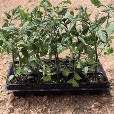 대추방울토마토 모종 5주 10주 20주 40주 공주육묘장직송, 5개