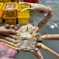 러시아대게시세 1kg 수율좋은 자숙 대게찜 홈파티 든든한한끼 가족외식메뉴, (자숙) 러시아대게 B급 / 3kg