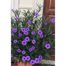 천지가야생화 루엘리아 나무나팔 모종 15cm화분 대품 실내월동다년초 연속장기개화, 1개, 보라