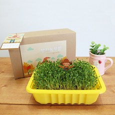 부자농부텃밭 텃밭꾸미기 베란다텃밭 새싹채소키우기 농사체험, 7.보리부자텃밭