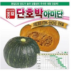 단호박씨앗 아미단 40립 호박종자 kal*0442gl, 1개