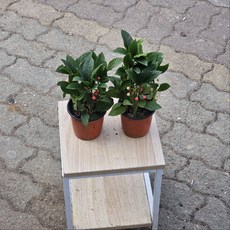 1+1 천냥금 자금우 공기정화식물 관엽 식물 붉은열매 식물, 1개