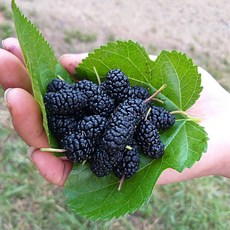 전북 정읍 재래종 햇 오디 산지직송 생산자직배송 5kg 10kg, 1개, 오디5kg