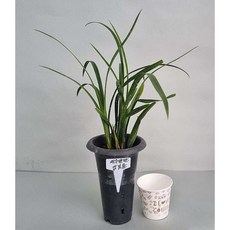 제주한란 (5)감복륜 동양난 고급난 희귀난 그린난농원, 1개