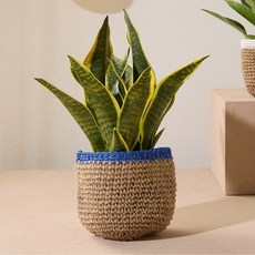 모던하우스 블루보더 쥬뜨 니팅 팟 M D14 X H14 AF0526003, 블루, 1개