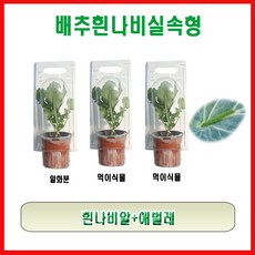 생물농장 배추흰나비 실속형