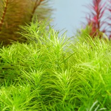미미네아쿠아 물속수초 로탈라 드워프 그린 6줄기, 1개