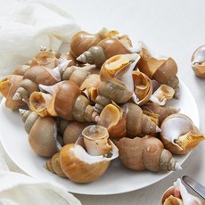 동해안 백골뱅이 활 백고동 생물, 1세트, 1kg 소(35미 내외)