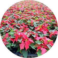 포인세티아 poinsettia 3.5치 미니화분 크리스마스꽃 플렌테리어, 1개, 빨강