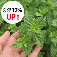 중량 10% UP 산지직송 스피아민트 100g 서산자연농원, 1개
