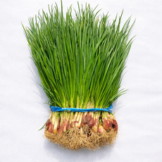 국내산 기장 쪽파 흙쪽파 1단(약 1kg), 1kg, 1개