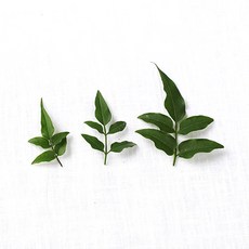 맨발의농부 자스민 생잎 베이커리 데코용 학자스민 생잎, 50개