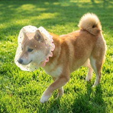 카라몰리 강아지 페이스커버 취식금지 해충 방지 얼굴망, 2개, 핑크