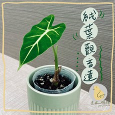 歪皮植物 絨葉觀音蓮 觀葉植物 觀葉入門款 小品植物 居家室內植物 交換禮物, 1個