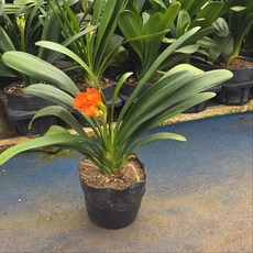 군자란 중품 반려식물 꽃 건돌이, 1개, 기본