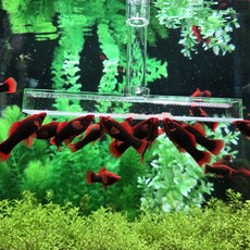 브라인쉬림프 브라인급여기 M형 (브라인헤더 길이14cm 구피먹이 디스커스사료 급여기), 길이35cm (어항높이 30cm~45cm용), 1개