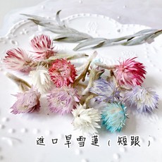 旱雪蓮岩石花乾燥花頭：卡片素材、擴香石花材、胸花捧花盆花裝飾, 隨機出貨