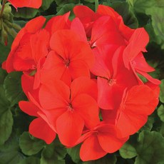 蘋果天竺葵種子 深紅色單色 分枝多 可做乾燥花, 1包