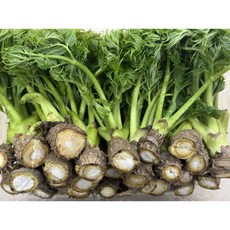 [한정판매] 최상급 국내산 참두릅 자연산 두릅 1kg, 1박스, 500g