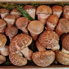 소리공 명품 송화버섯 참송이버섯 선물세트 1KG 품격있는선물세트, 단일