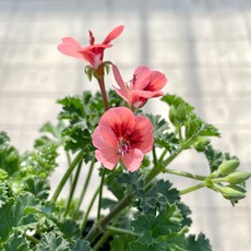 랜디제라늄 1+1 오렌지랜디제라늄 제라늄모종, 2개