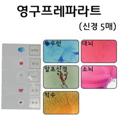 영구프레파라트 - 신경계 5매