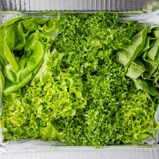 국내산 유러피안 샐러드 채소 모듬 쌈채소 1kg 4종(프릴아이스/로메인/버터헤드/멀티림), 1개