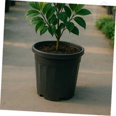 내픽 포트화분 D130L