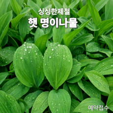 [산지직송] 26년 울릉종 명이나물 생잎 산마늘 장아찌용 명이나물 예약후 순차발송, 1개, 500g