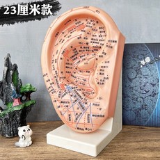 귀침 모형 귀침점 다점침 특대형 귀 교육용, 1. 23cm 모델