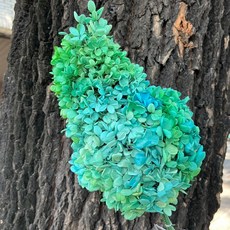 金字塔繡球 單隻 塔繡球 木繡球 永生 漸變 DIY手工藝材料, 5566藍綠(漸層), 1個