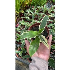 霏霏園藝 玉簪 綠葉黃斑紋 多芽性 喜陰凉