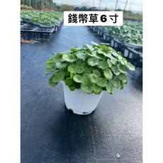 霏霏園藝 錢幣草 6寸盆栽, 1個