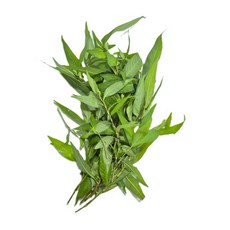 신선한 라우람 베트남고수 향채 rauram 15~40g, 40g, 1개