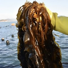 [최상급원물] 부드러운 통영 물미역 생미역, 1박스, 2kg