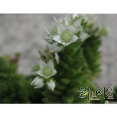 별솔세덤 애기별세덤 9cm 소품 세덤화분 노지월동, 단품, 단품, 1개