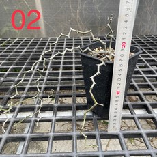 G.L.魔仙園 彎彎曲曲樹 Decarya madagascariensis 多肉植物, 02