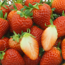 [새콤과즙] 아이스박스 논산 설향 딸기 350g 단일 무게 포장, 1박스, 소사이즈 20구 350g내외