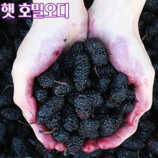 햇 오디 뽕나무 열매 10KG, 과상오디 10kg, 1개