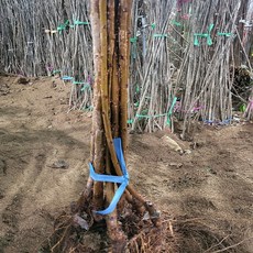 다양한 종류의 체리나무묘목 판매 라핀 러시아8호 옥타비아 스위트하트 타이톤 버건디 펄, 중묘, 1개, 라핀체리(자가수정) 접목묘