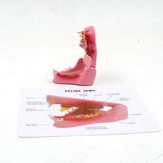 개 골격 모형 송곳니 두개골 치아 해부학 교구 뼈모형 고양이, C. 분홍색 고양이 이빨