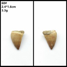 자연 모로코 상어 이빨 표본 치아 해양 고생물 과학 수집, 53. 60