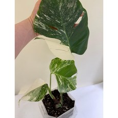 몬스테라 알보 바리에가타