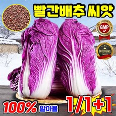 [초보자 가능] 해남 빨간배추 영양 건강 빨간 배추씨앗 보라색 배추 씨앗 빨강배추, 500개
