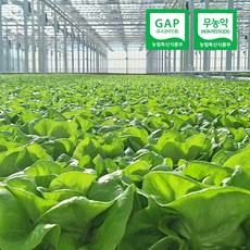 [무농약/GAP인증] 프리미엄 유러피안 샐러드 채소 1kg내외 (3-6종), 1박스, 1kg