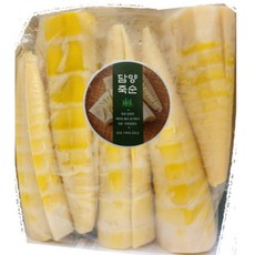 25년 국내산 담양 햇 죽순 삶은죽순 생죽순 대나무순 냉동죽순 500g 죽순요리, 1개