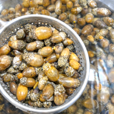 [남해직송] 국산 생물 미더덕회 미더덕, 1박스, 500g