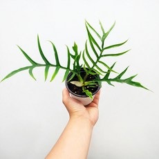 에덴플랜트 필로덴드론 토텀 지름10cm포트 실내 인테리어 희귀식물 이색 반려 이국적인, 1개